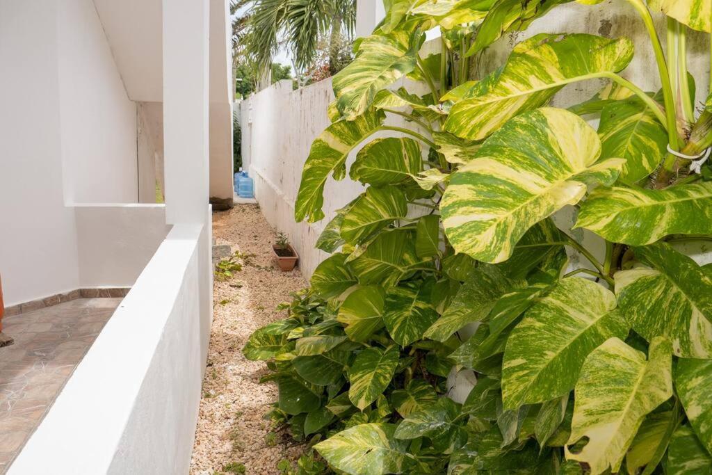 Villa Caribe バヤイベ エクステリア 写真